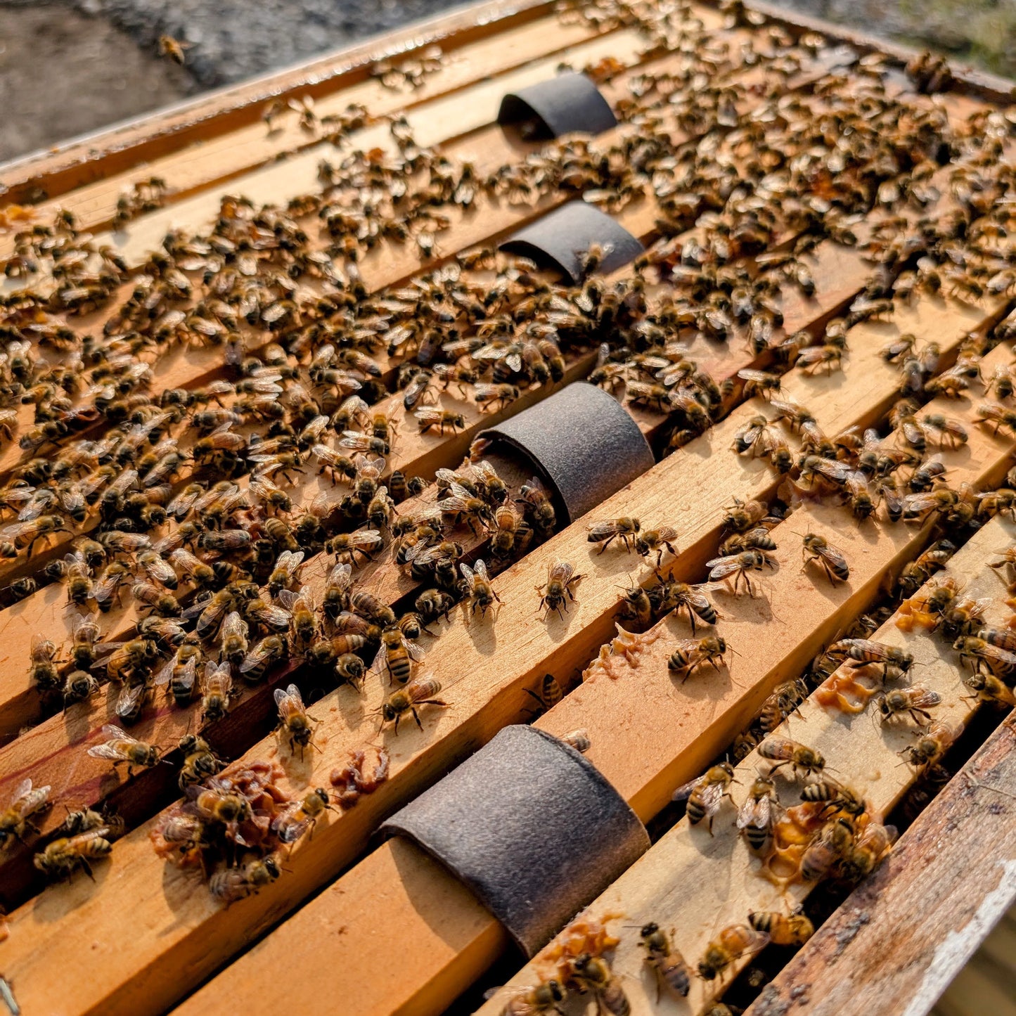 Oxalic acid strips for varroa mites
