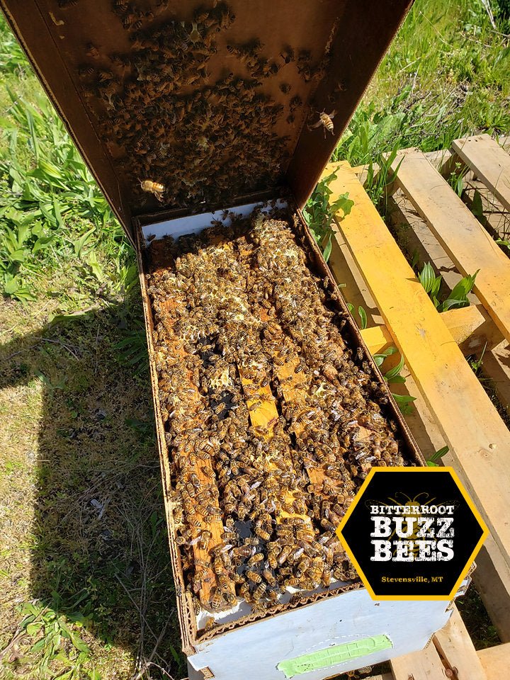 Italian 5 Frame Nuc - Bitterroot Buzz Bees