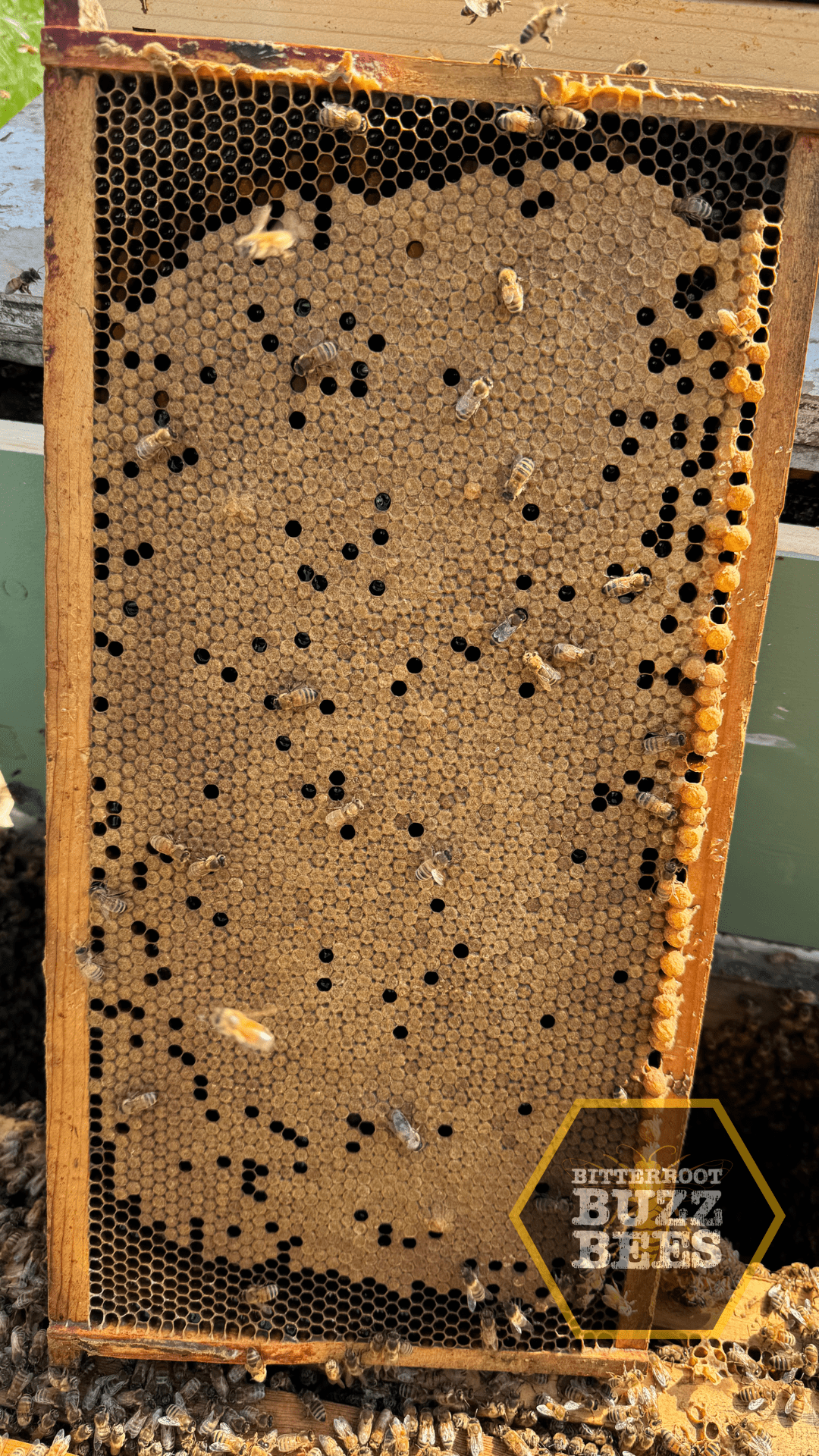 10 Frame Established Colony - Bitterroot Buzz Bees