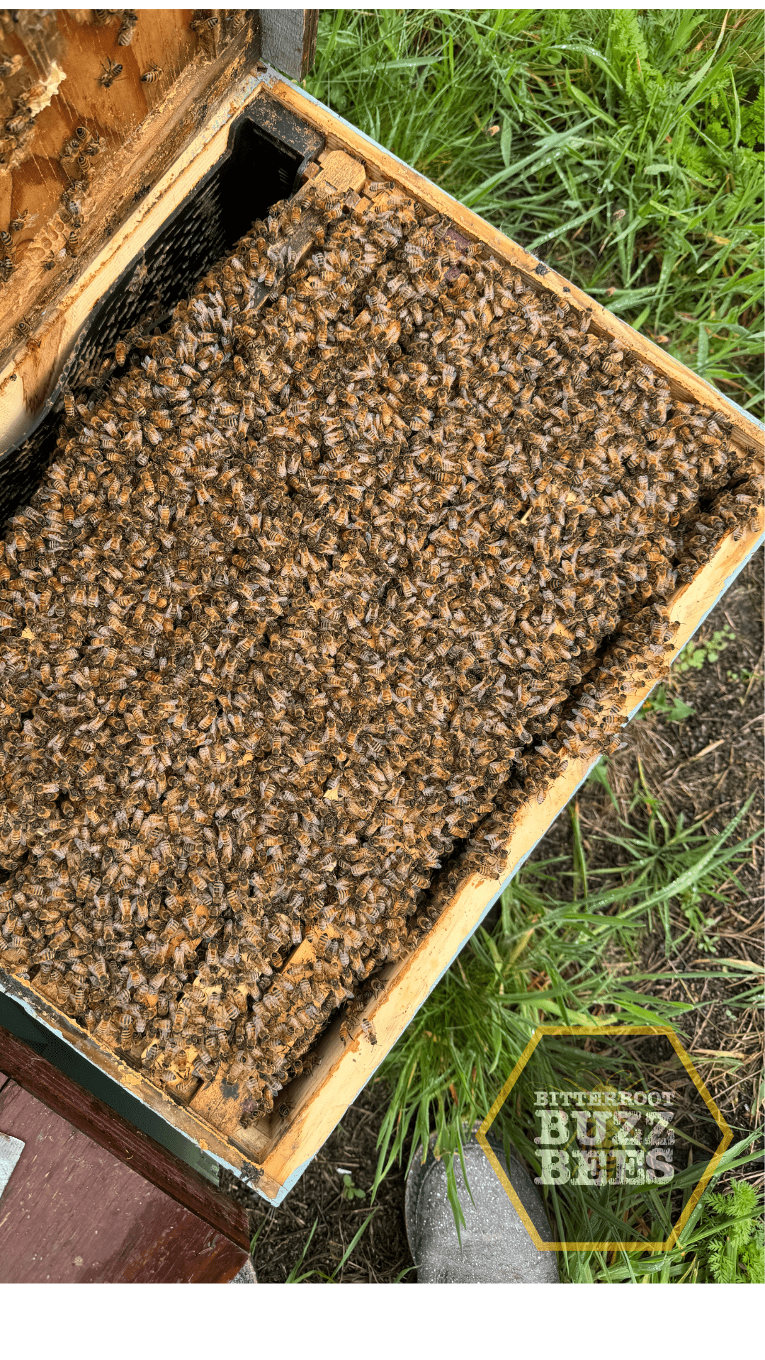10 Frame Established Colony - Bitterroot Buzz Bees