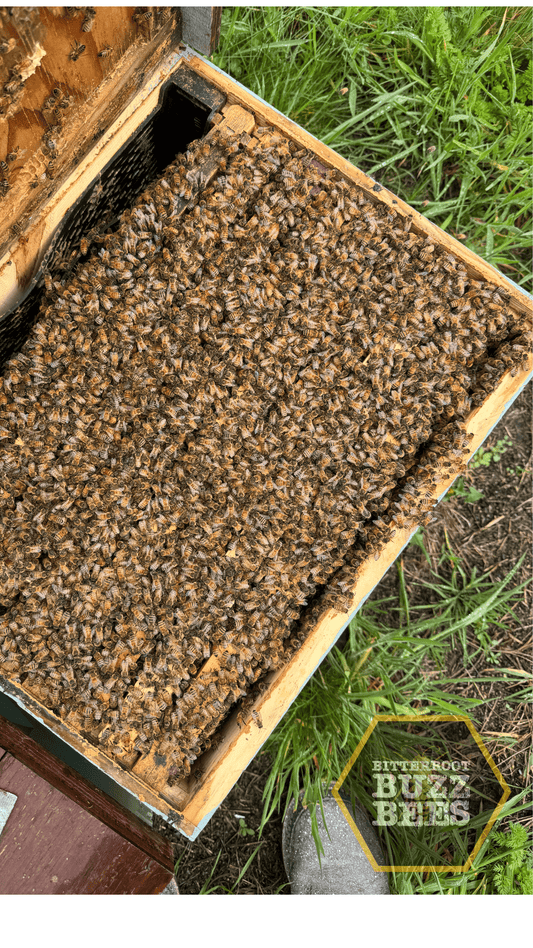 10 Frame Established Colony - Bitterroot Buzz Bees