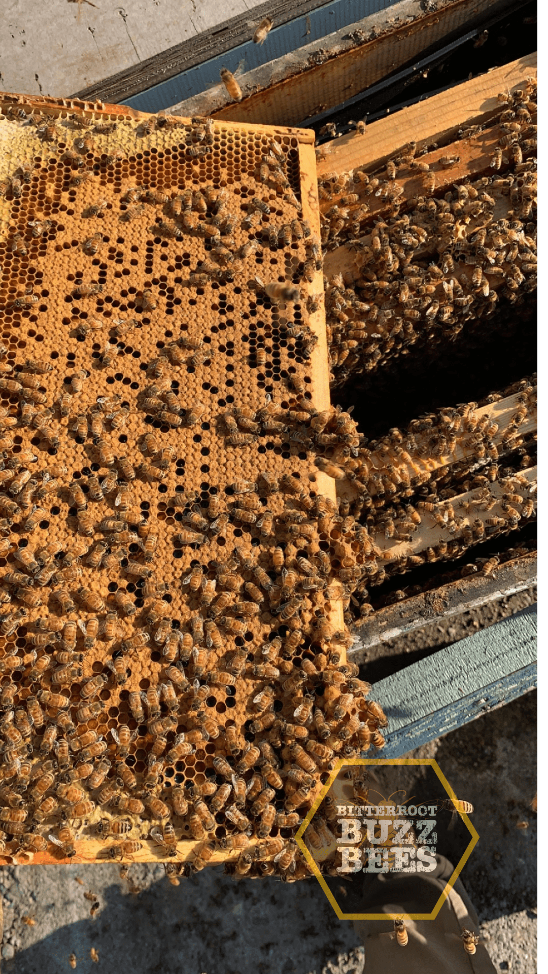 10 Frame Established Colony - Bitterroot Buzz Bees