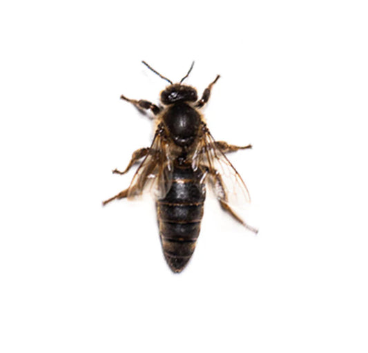 Carniolian Queens