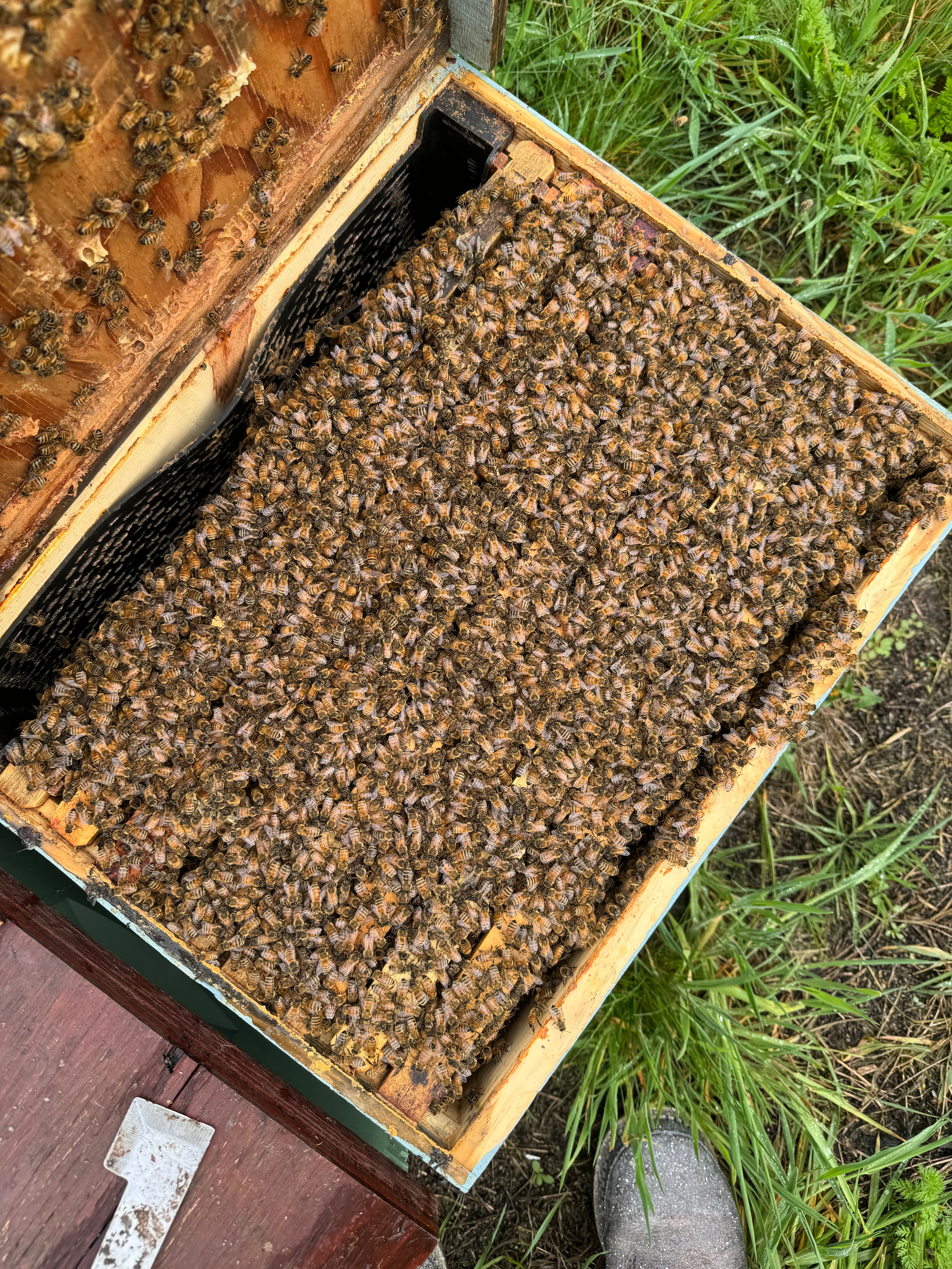 Bitterroot Buzz Bees