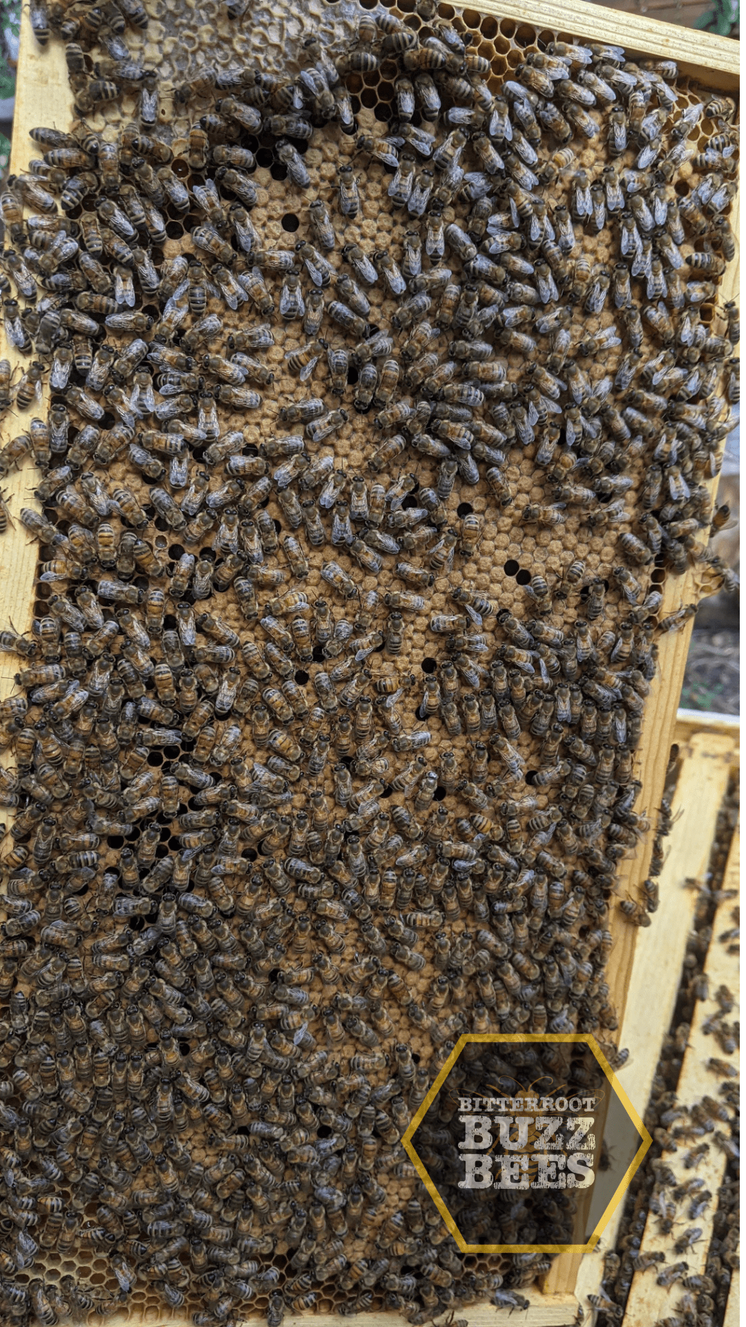 Carniolan 5 - Frame Nuc - Bitterroot Buzz Bees