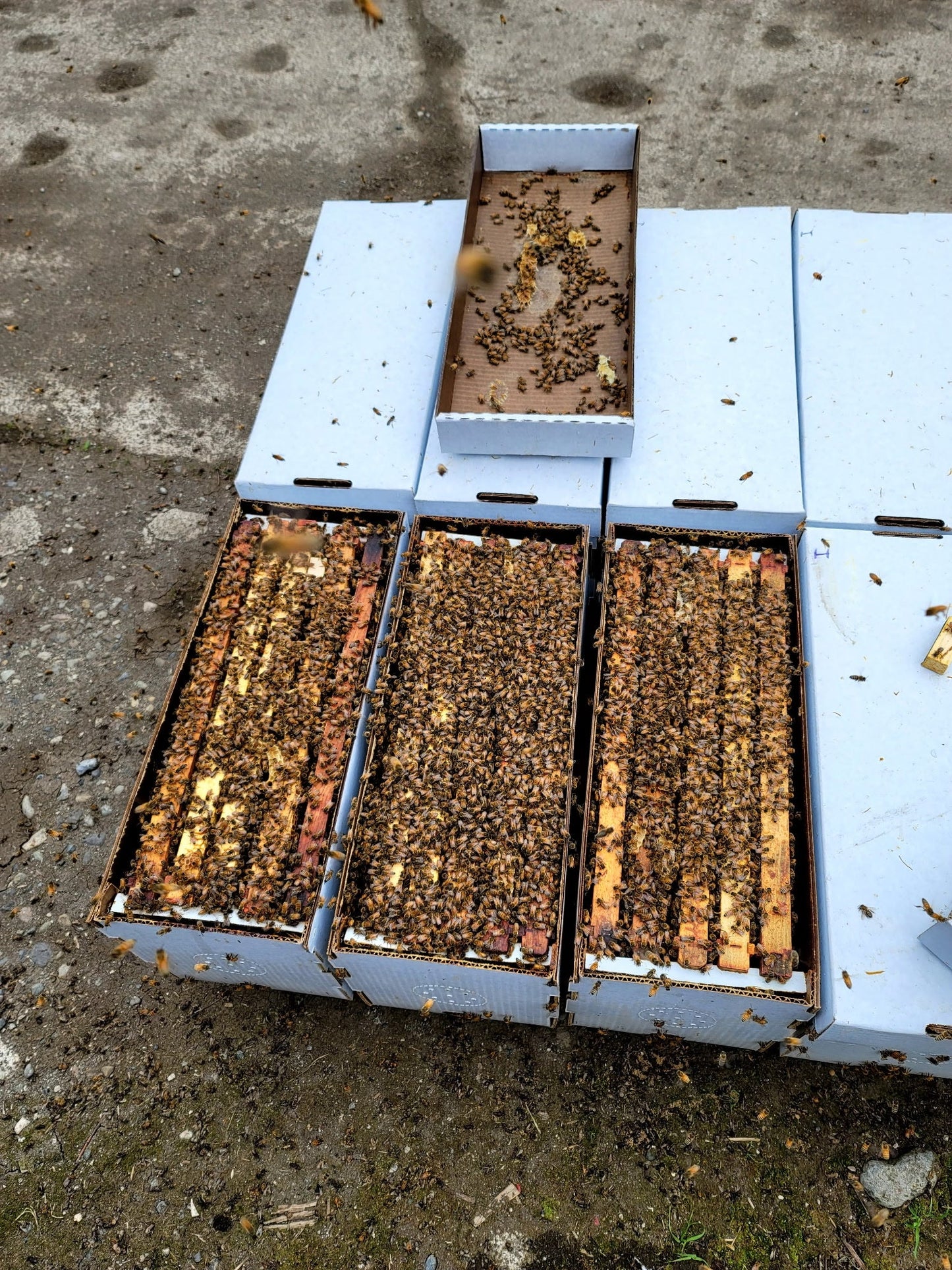 Carniolan 5 - Frame Nuc - Bitterroot Buzz Bees