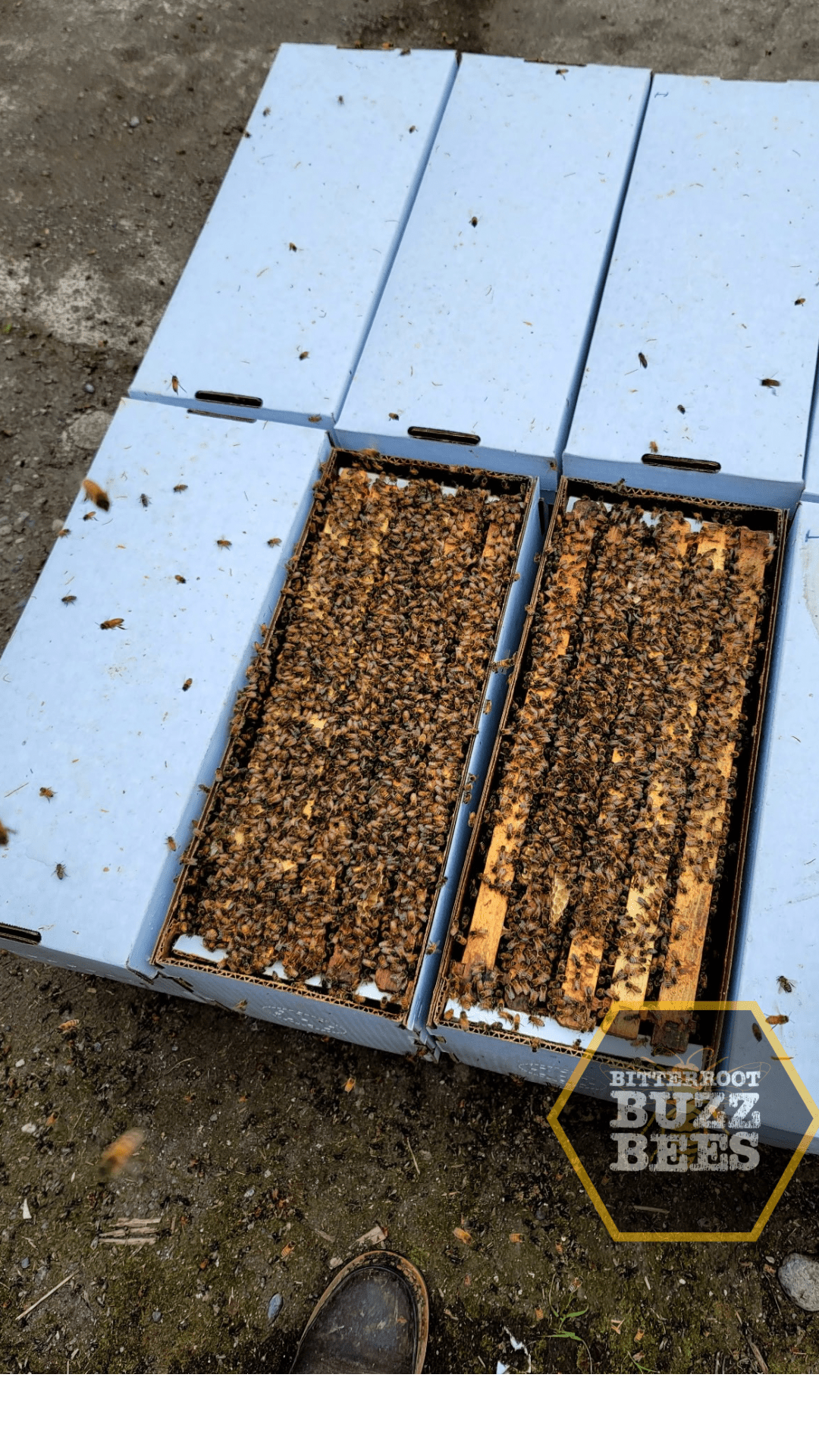 Carniolan 5 - Frame Nuc - Bitterroot Buzz Bees