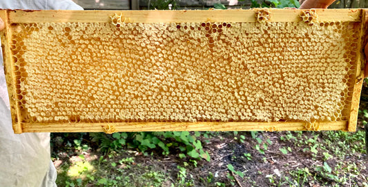 Full Frame Honeycomb