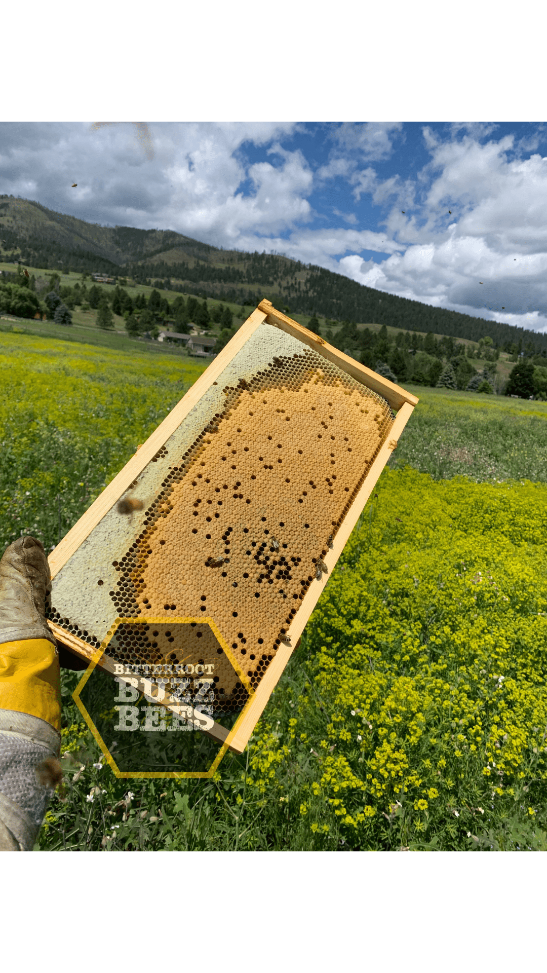 Italian 5 Frame Nuc - Bitterroot Buzz Bees