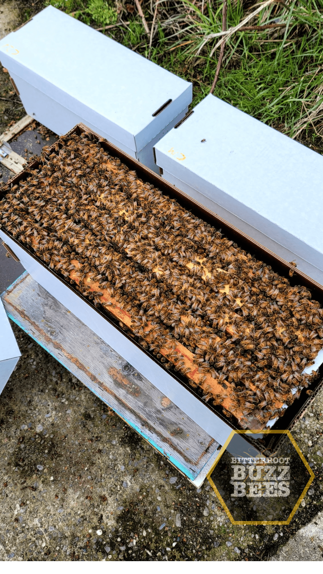 Italian 5 Frame Nuc - Bitterroot Buzz Bees