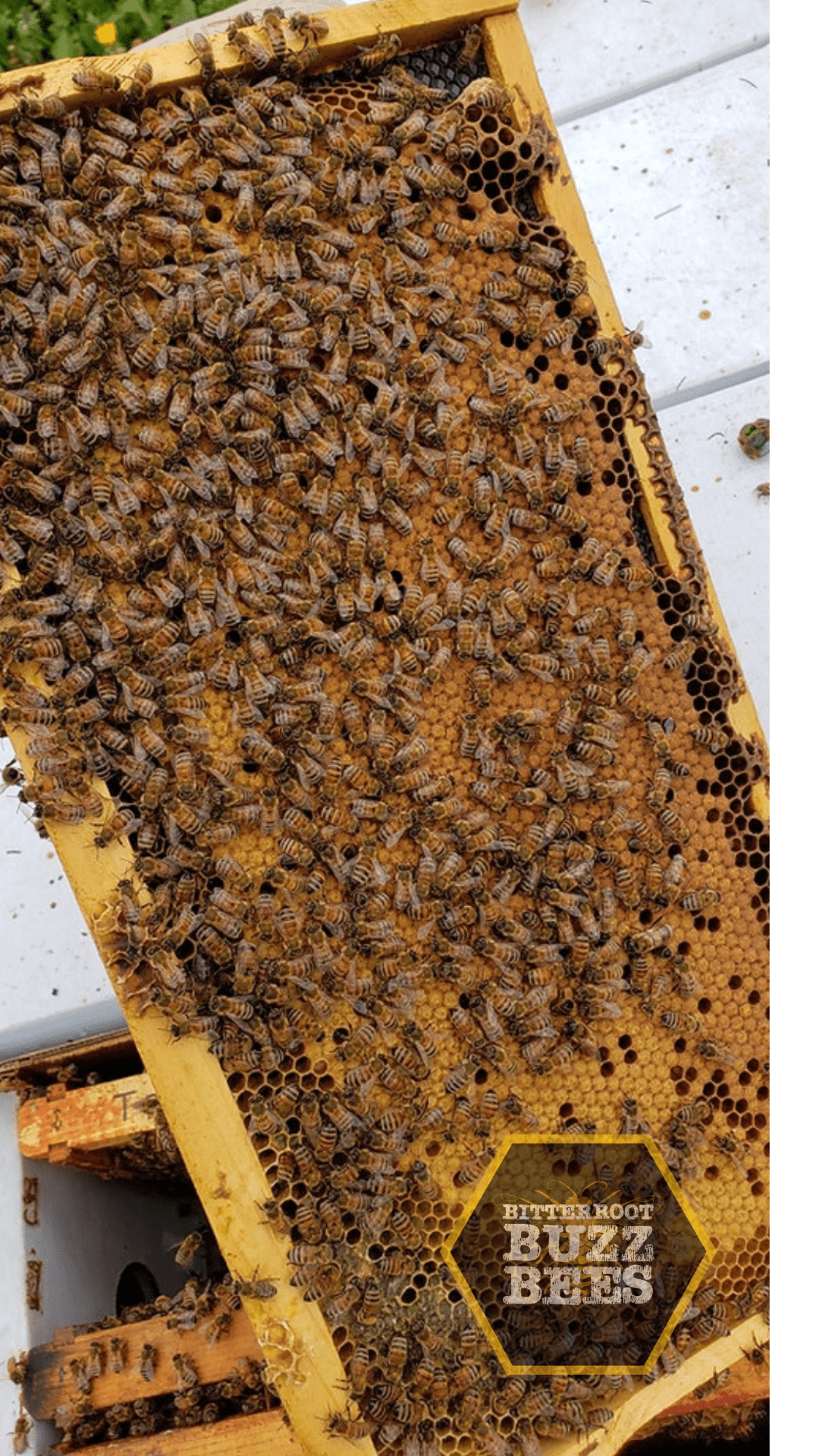 Italian 5 Frame Nuc - Bitterroot Buzz Bees