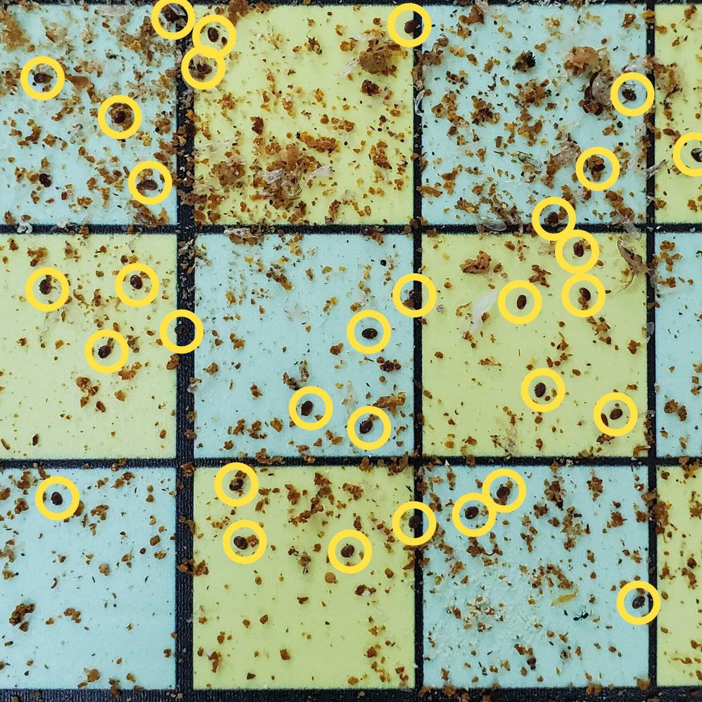 Varroa Mite Board - Bitterroot Buzz Bees